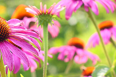 Blühende Echinacea beim Kneippärztebund